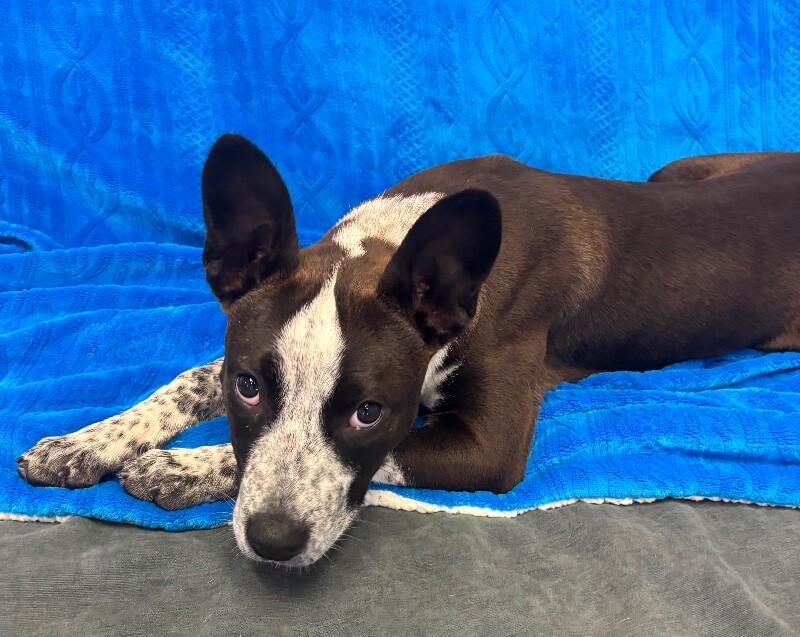 Cookie, a Adoptable mixed breed in Van Nuys, CA image 5/6
