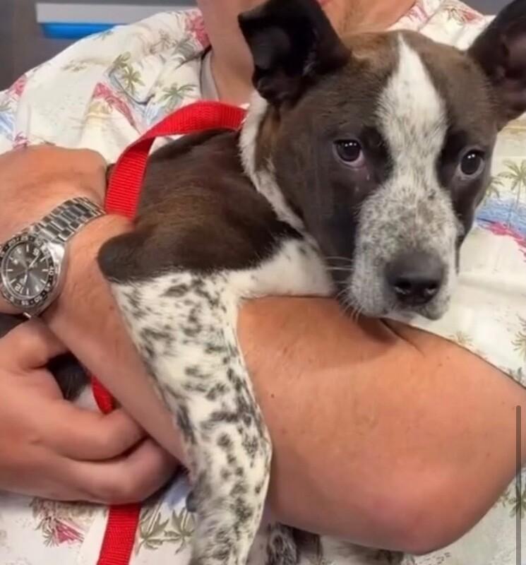 Cookie, a Adoptable mixed breed in Van Nuys, CA image 6/6