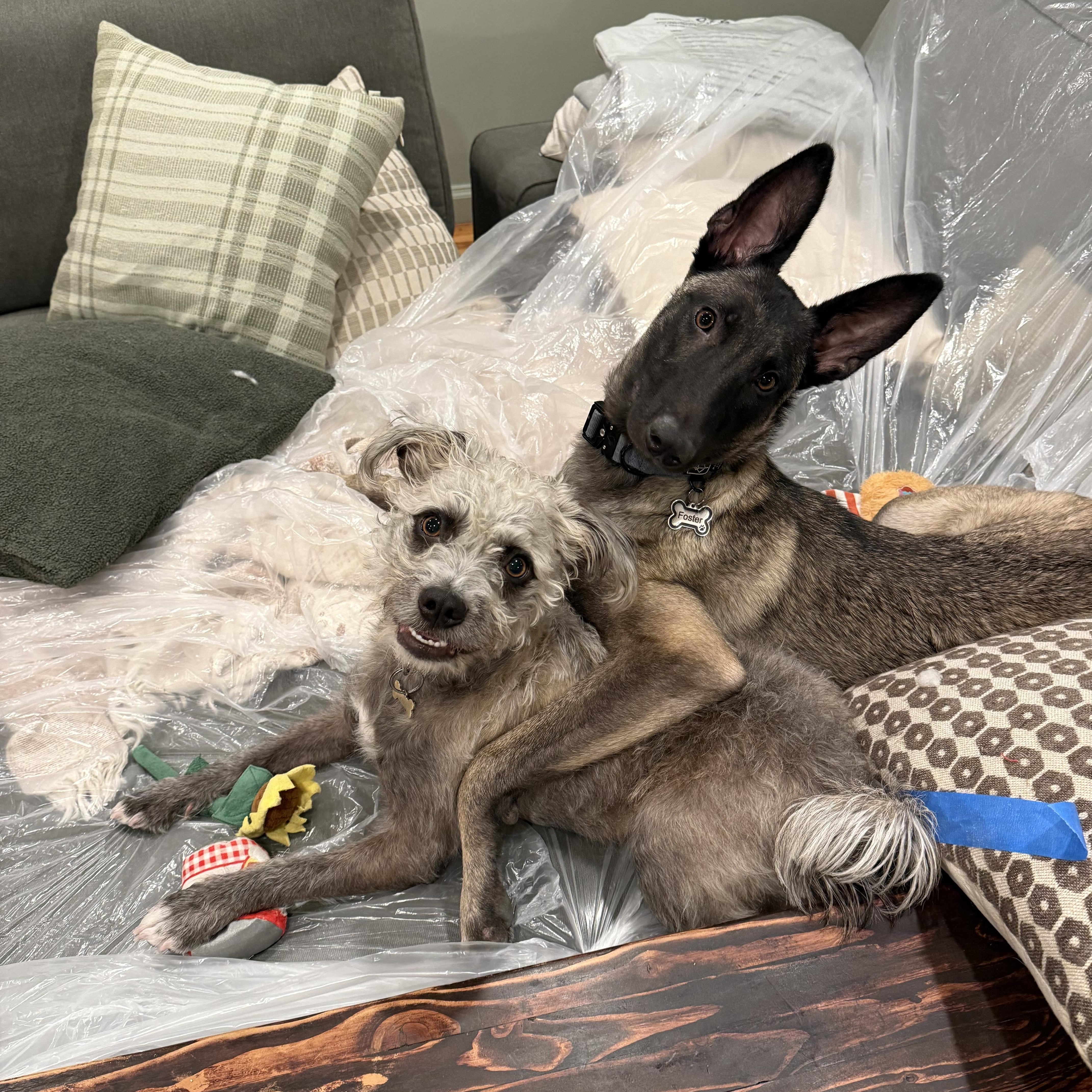 Nora, a ADOPTABLE Belgian Shepherd / Malinois in Thousand Oaks, CA image 3/5
