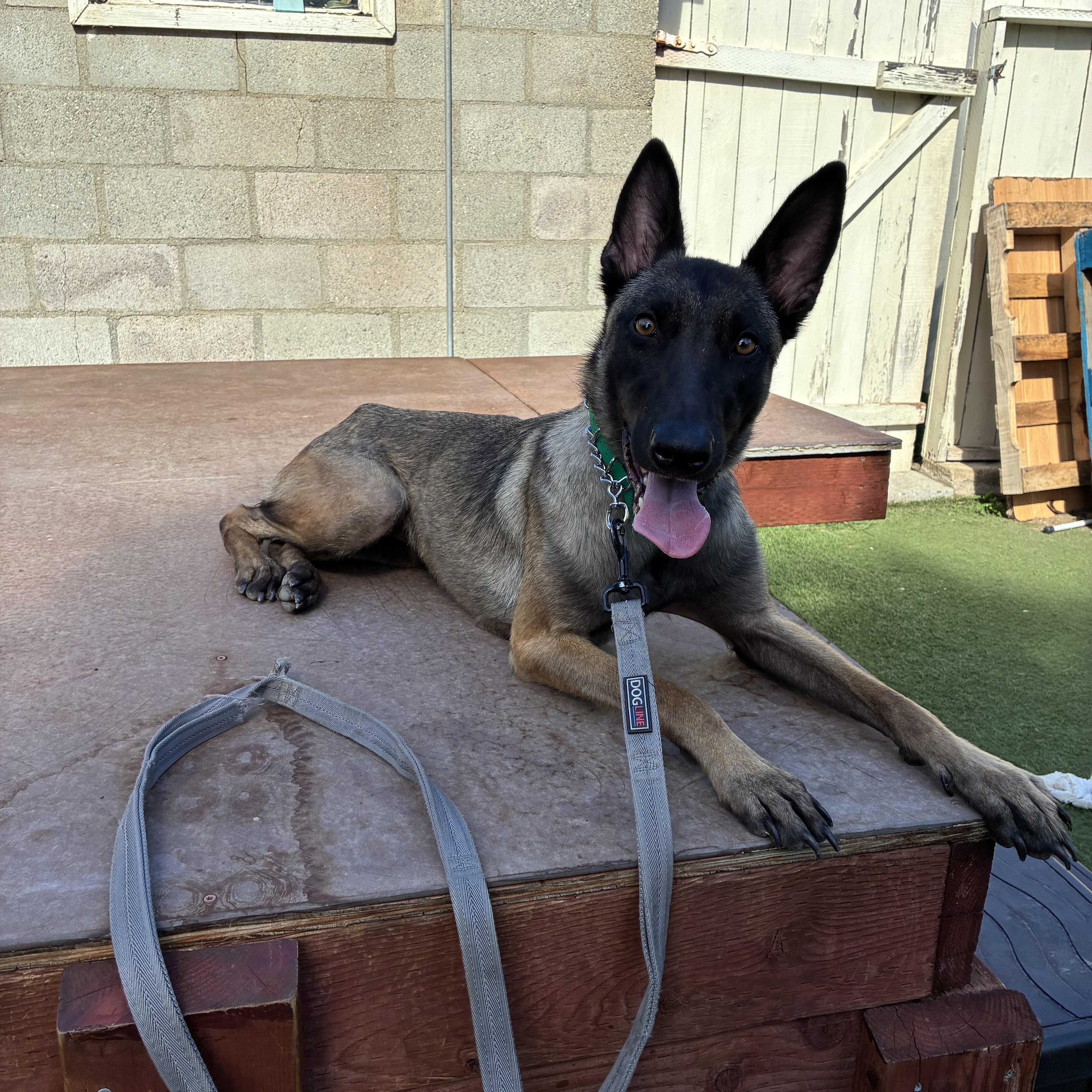 Nora, ADOPTABLE, Young Female Belgian Shepherd / Malinois.