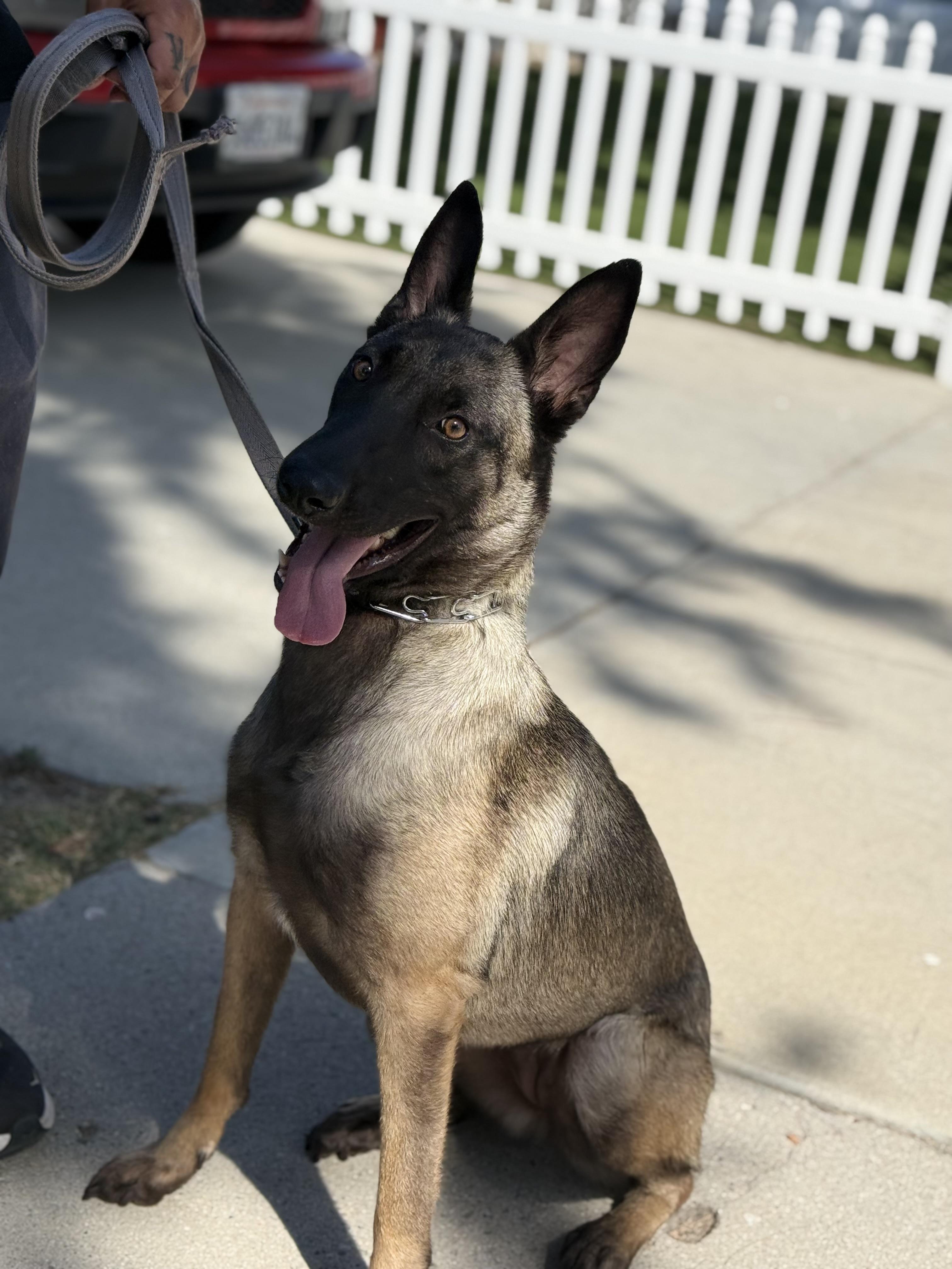 Nora, a ADOPTABLE Belgian Shepherd / Malinois in Thousand Oaks, CA image 4/5