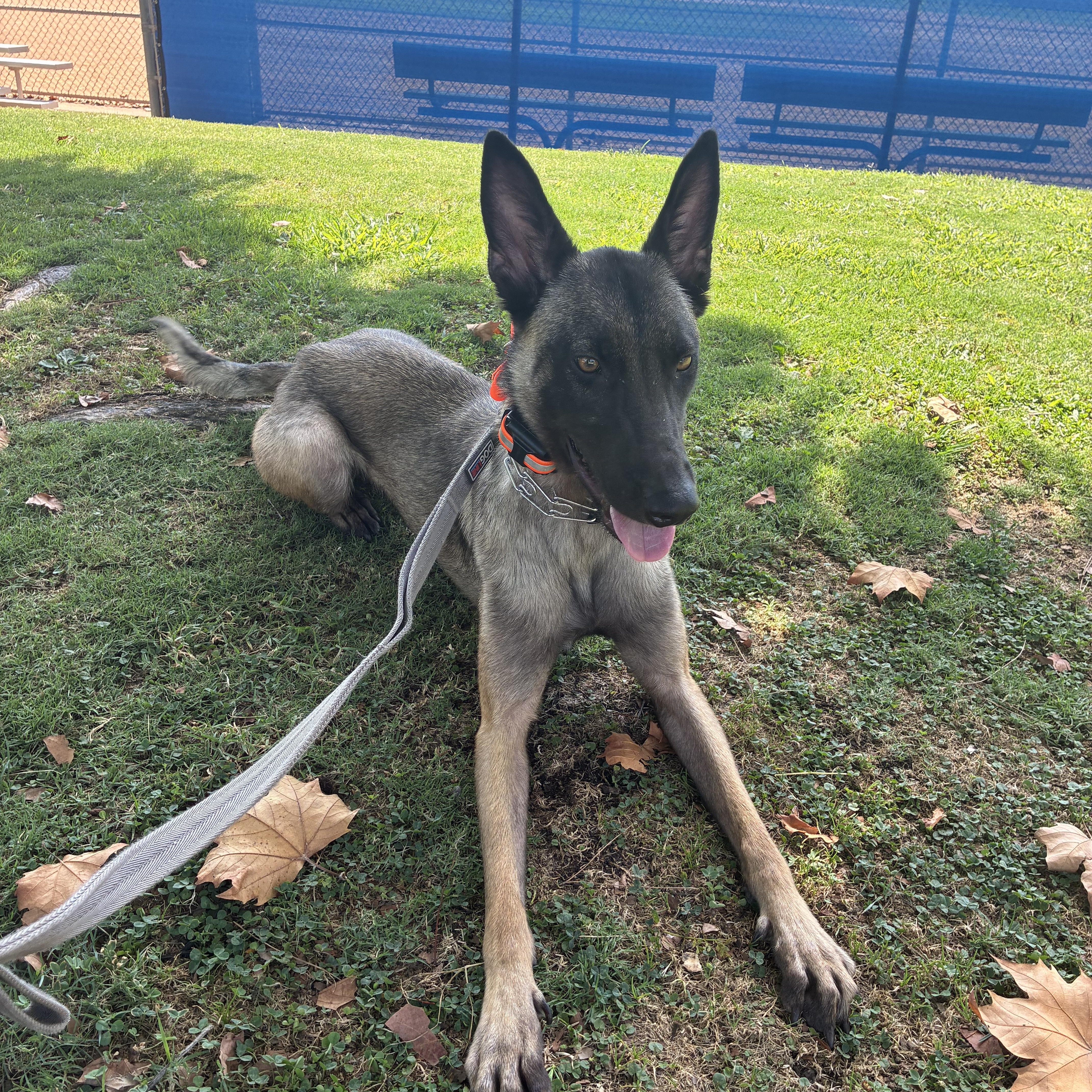 Nora, a ADOPTABLE Belgian Shepherd / Malinois in Thousand Oaks, CA image 2/5