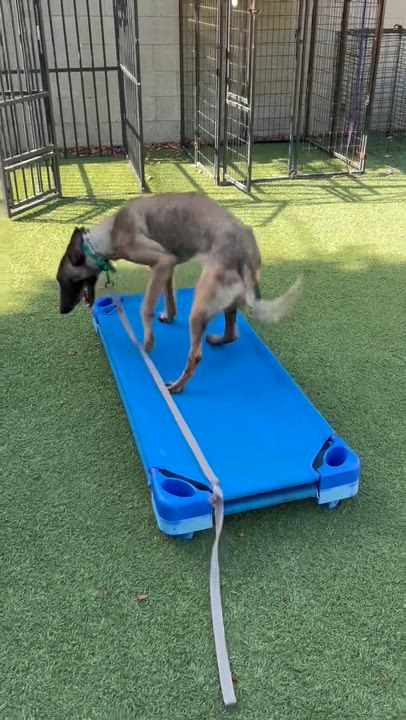 Enlarge Nora, a ADOPTABLE Belgian Shepherd / Malinois in Thousand Oaks, CA video 5/5