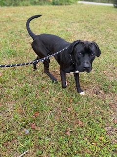 Enlarge Mars Bars, a Adopted mixed breed in Woodbine, GA image 1/1