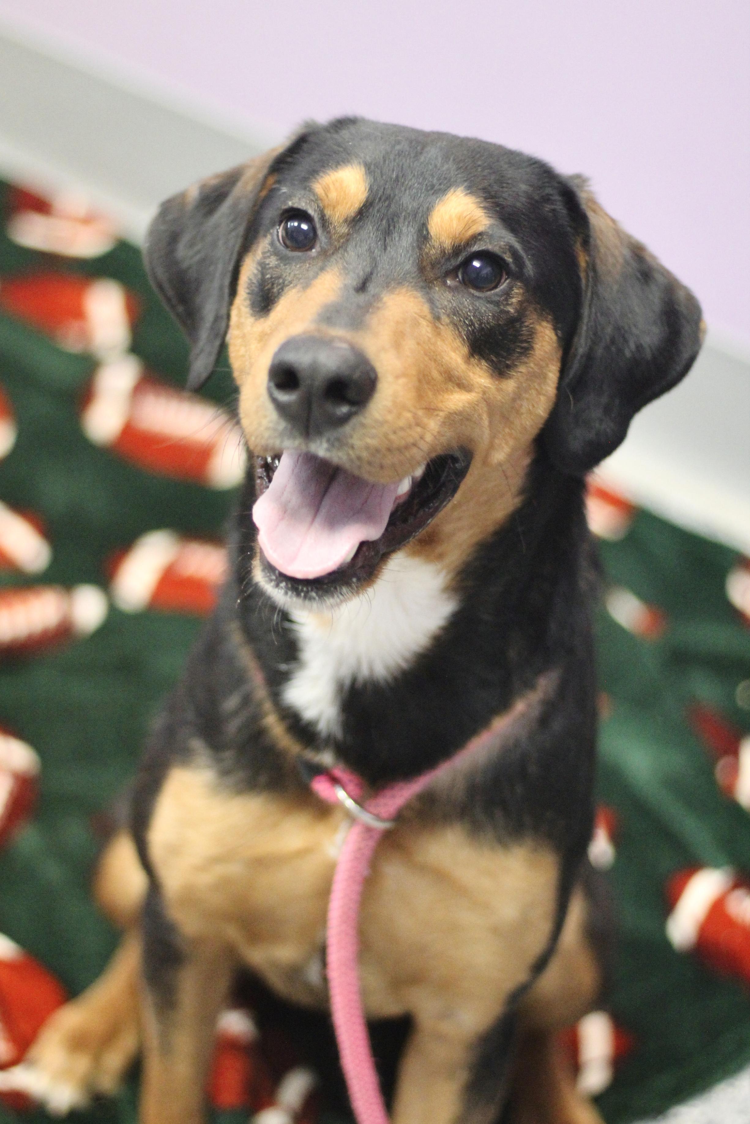 (Sponsored Fee) Naveen in NH! Come Meet our Adoptable Dogs Wednesday-Saturday. More info in Bio!, a ADOPTABLE mixed breed in Manchester, NH image 1/2