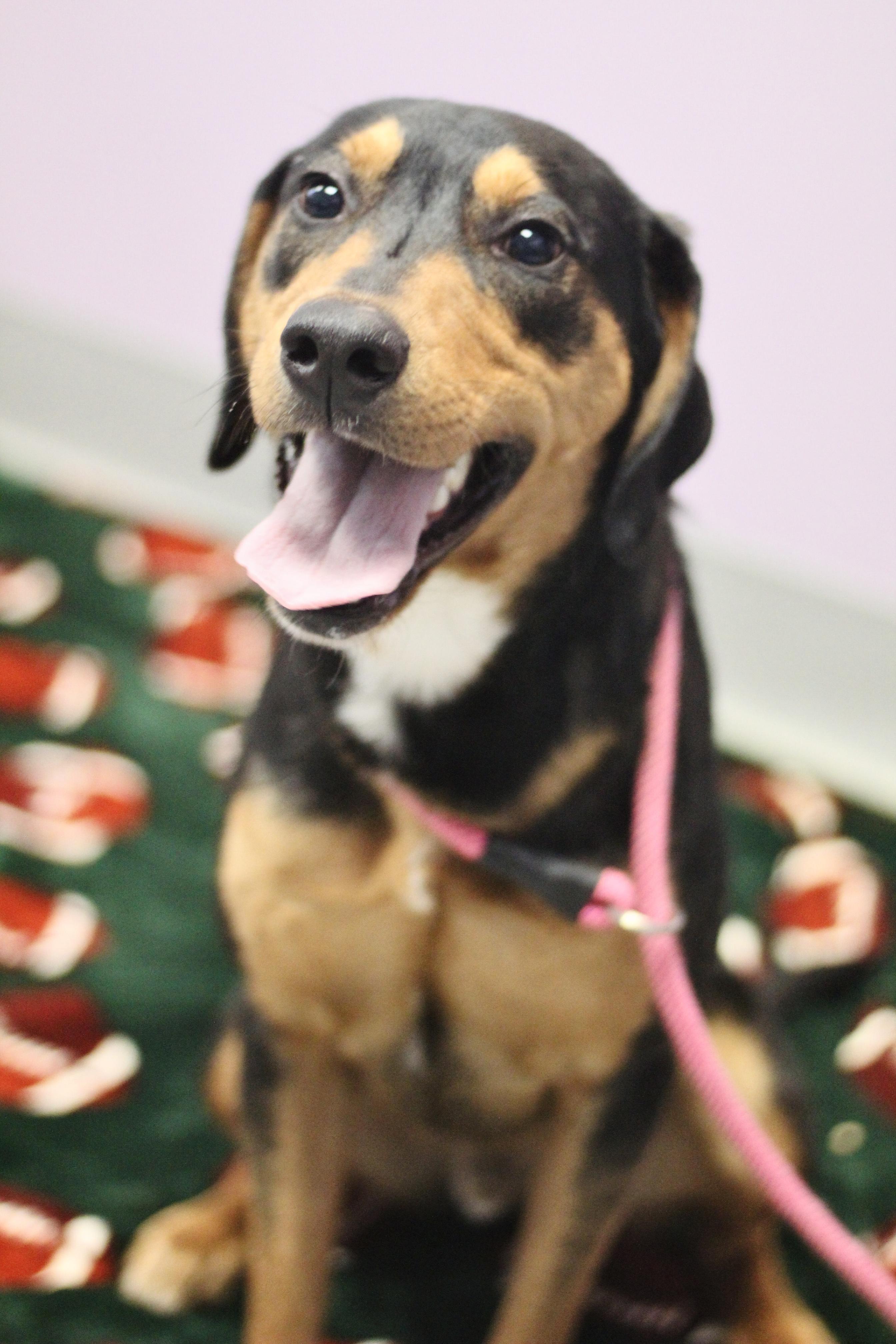 (Sponsored Fee) Naveen in NH! Come Meet our Adoptable Dogs Wednesday-Saturday. More info in Bio!, a ADOPTABLE mixed breed in Manchester, NH image 2/2