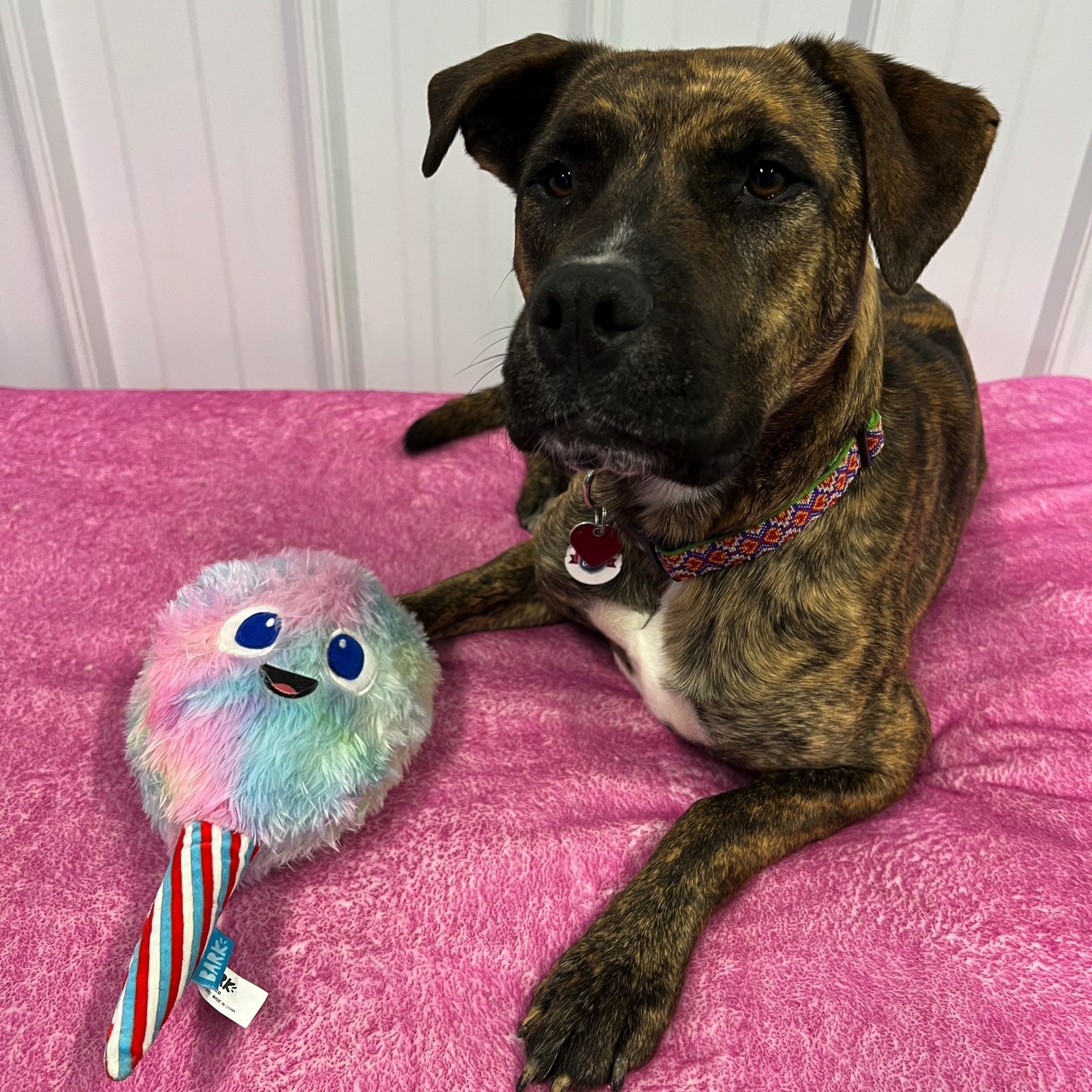 Rhea, Adoptable, Young Female Bullmastiff.