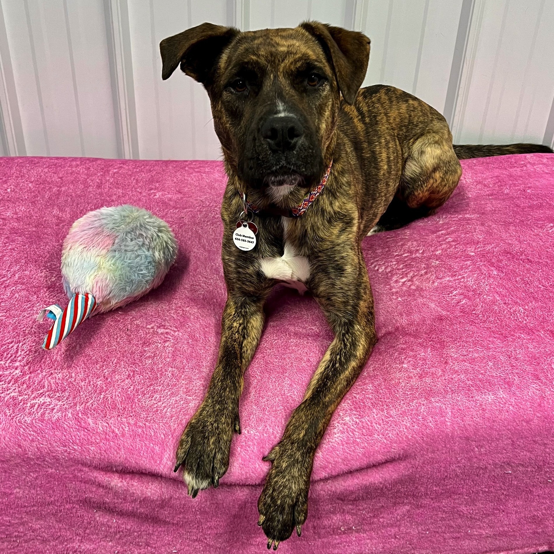 Rhea, a Adoptable mixed breed image 3/6