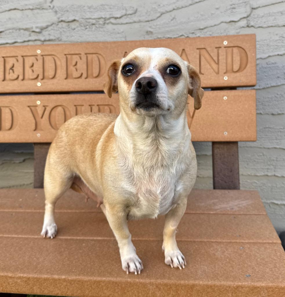 Jubilee, Adopted, Young Female Chihuahua & Mixed Breed.