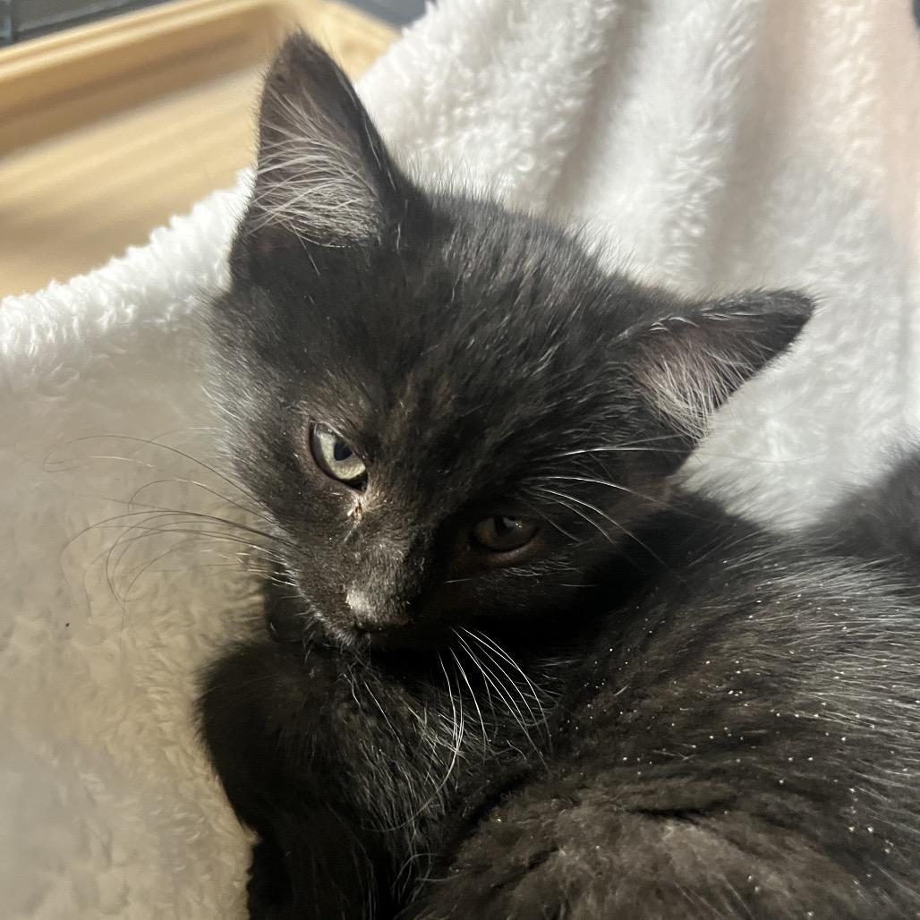 Blossom, Adoptable, Kitten Female Domestic Long Hair.