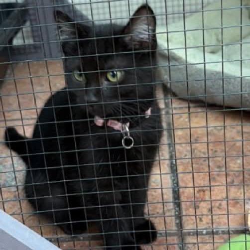 Enlarge Blossom, a Adoptable Domestic Medium Hair in Chillicothe, IL image 1/1