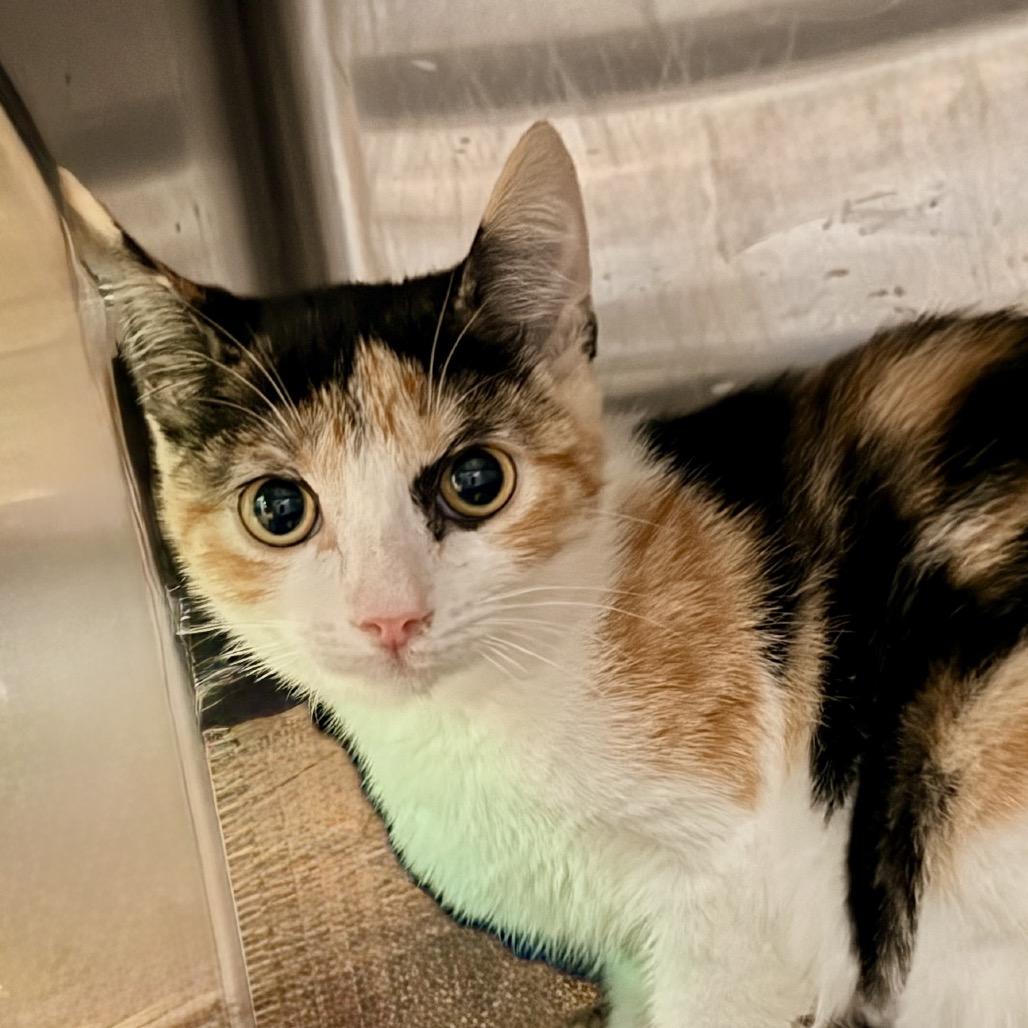 Enlarge Friskies, a Adoptable Domestic Short Hair in Palm Springs, CA image 1/2