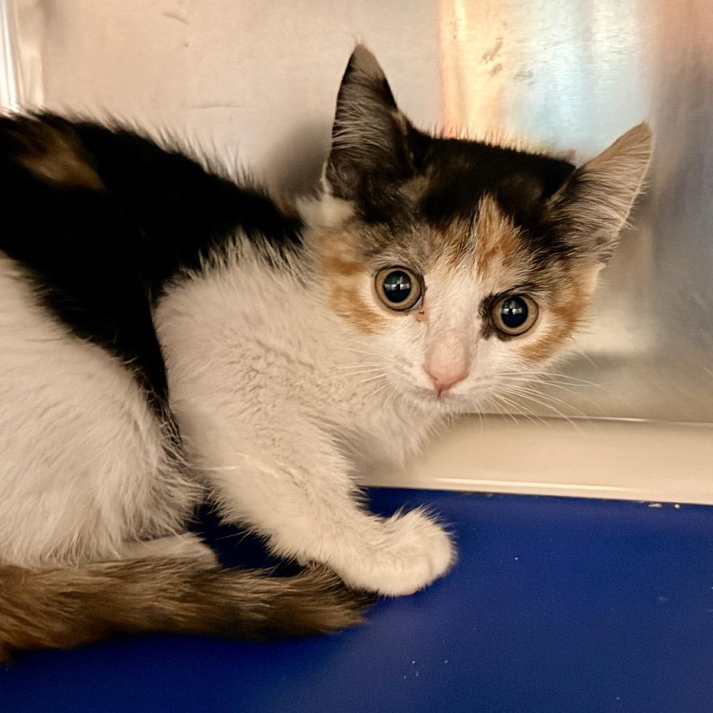 Enlarge Friskies, a Adoptable Domestic Short Hair in Palm Springs, CA image 2/2