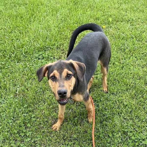 OZZY, Young Male Shepherd
