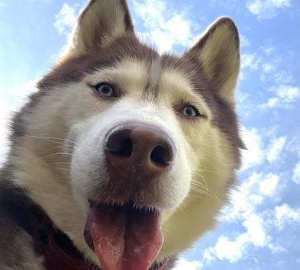 Rupert, Adoptable, Senior Male Siberian Husky & Mixed Breed.