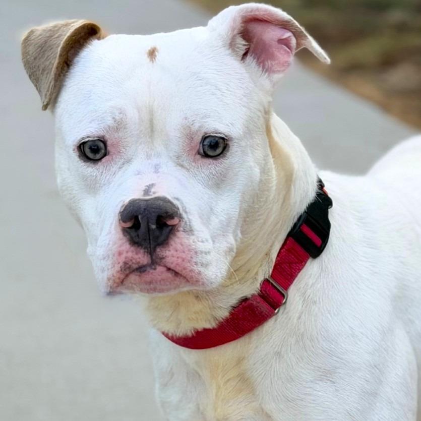 Ruby, Adoptable, Adult Female American Bulldog.