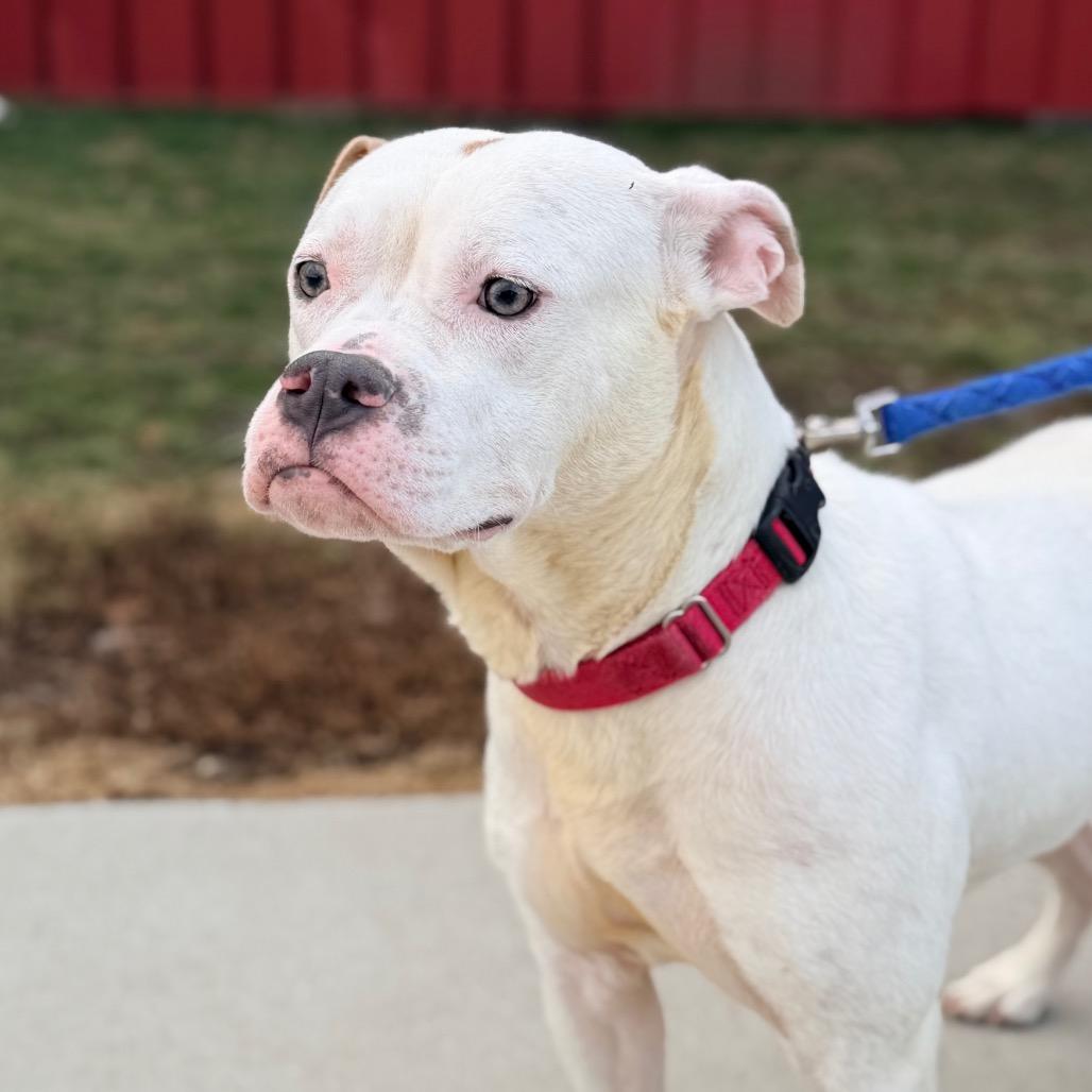 Enlarge Ruby, a Adoptable mixed breed in Champaign, IL image 2/5