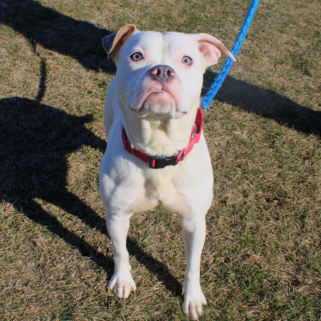 Enlarge Ruby, a Adoptable mixed breed in Champaign, IL image 3/5