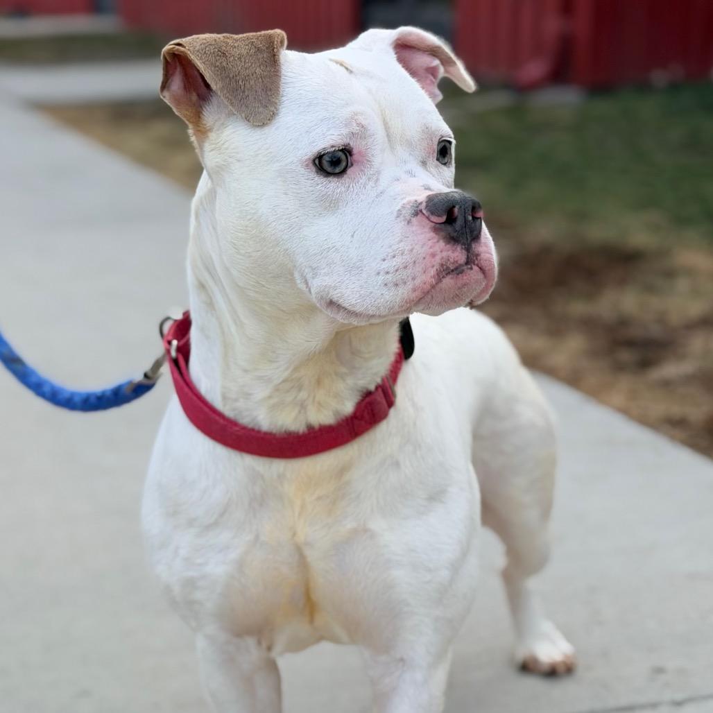 Enlarge Ruby, a Adoptable mixed breed in Champaign, IL image 4/5