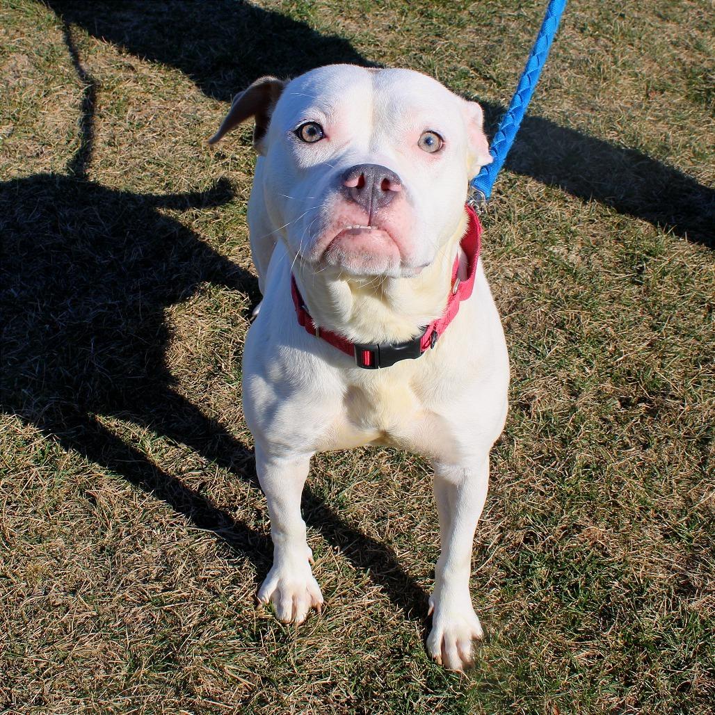 Enlarge Ruby, a Adoptable mixed breed in Champaign, IL image 5/5