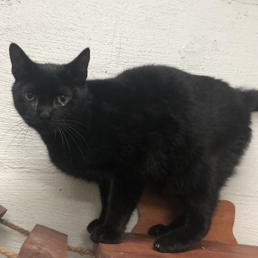 Jet, Adoptable, Young Male Domestic Short Hair.