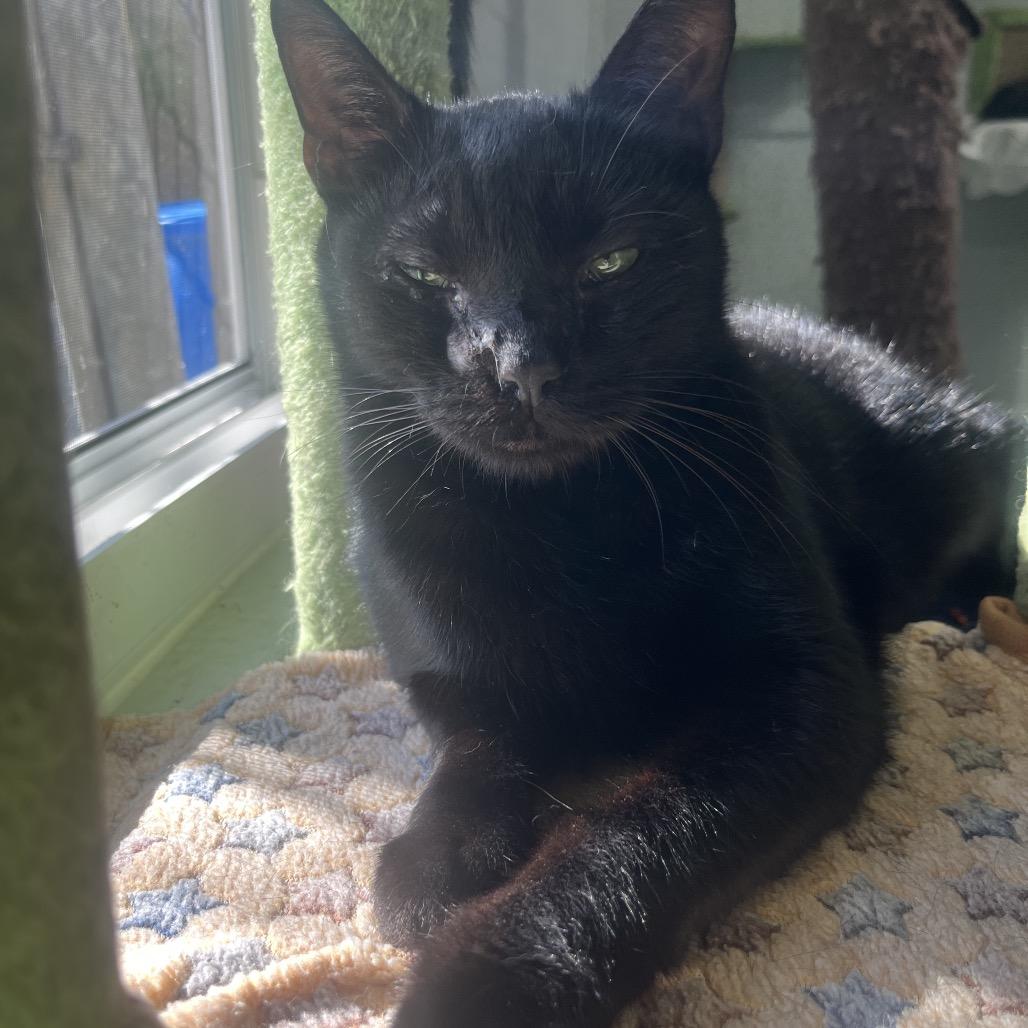 Enlarge Jet, a Adoptable Domestic Short Hair in Clanton, AL image 2/3