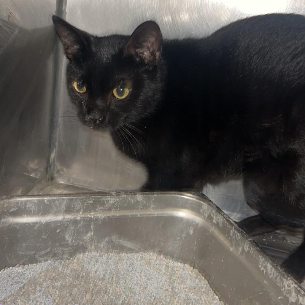 Jet, a Adoptable Domestic Short Hair in Clanton, AL image 2/2