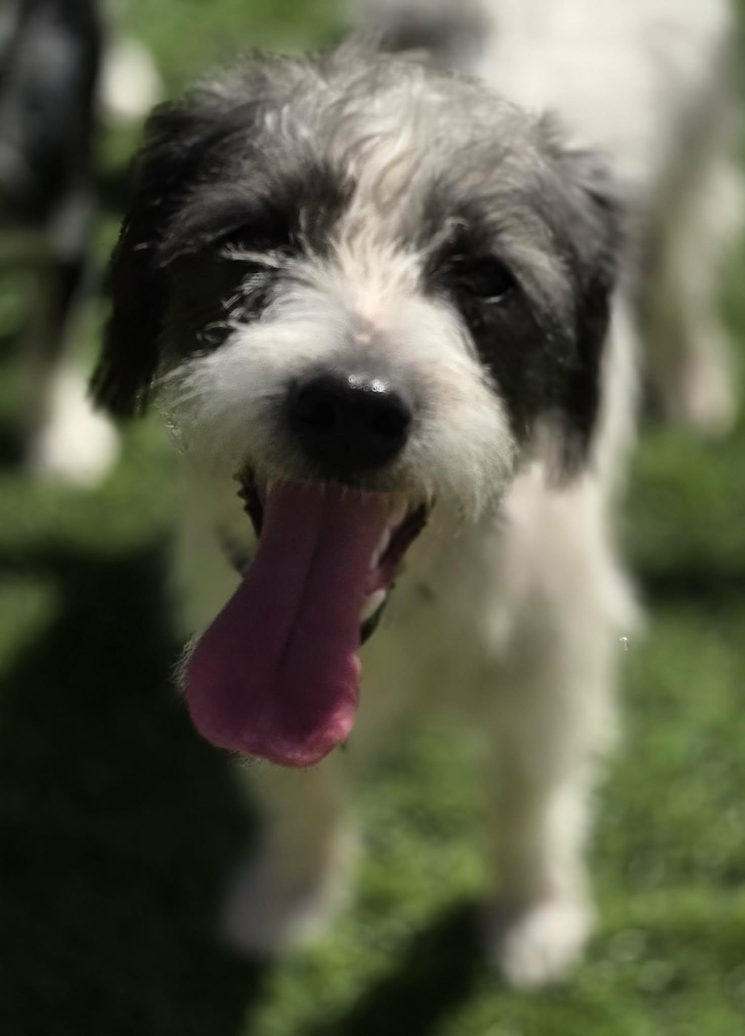 Enlarge Dobbs, a Adoptable mixed breed in Anderson, SC image 3/6