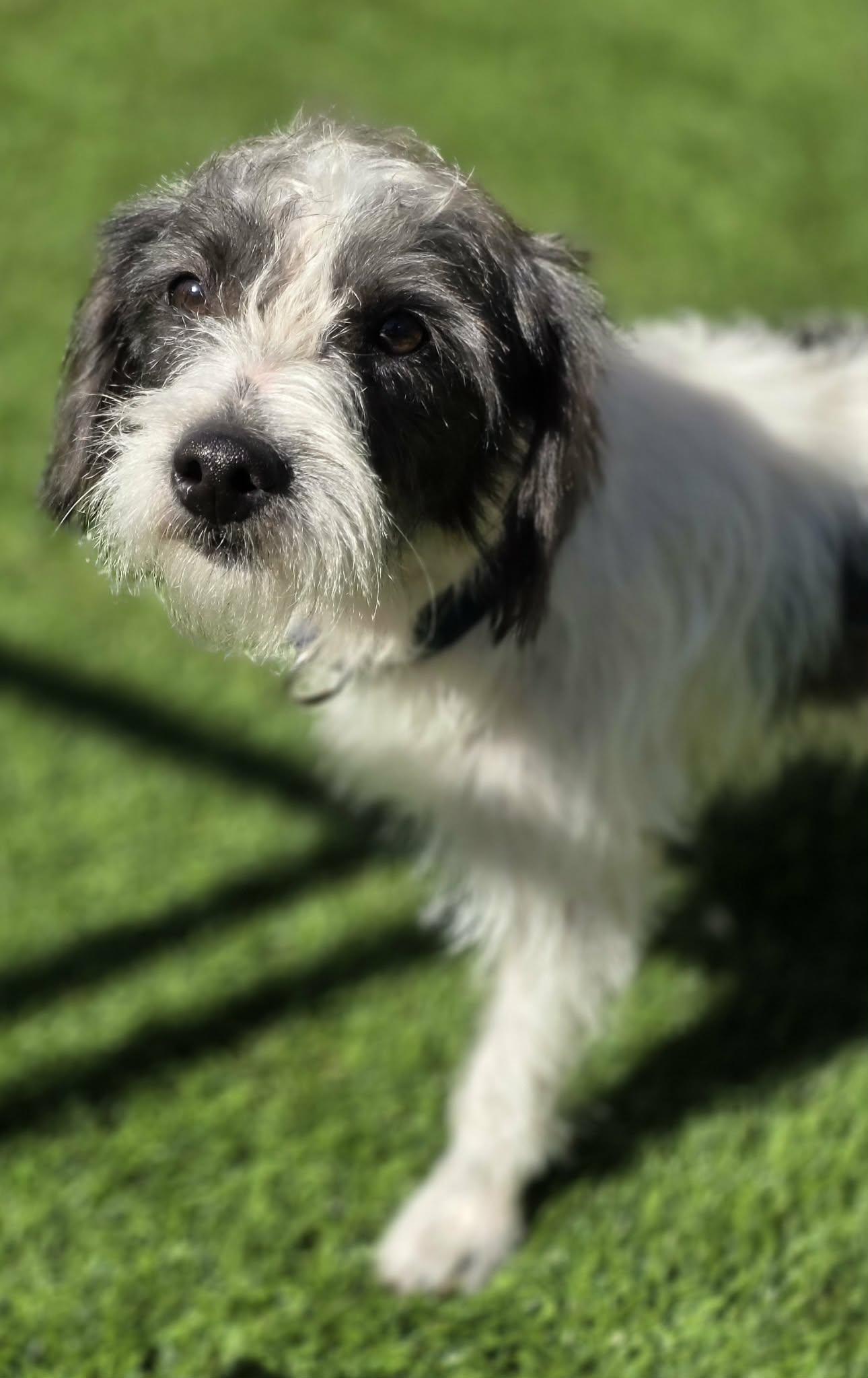 Enlarge Dobbs, a Adoptable mixed breed in Anderson, SC image 5/6