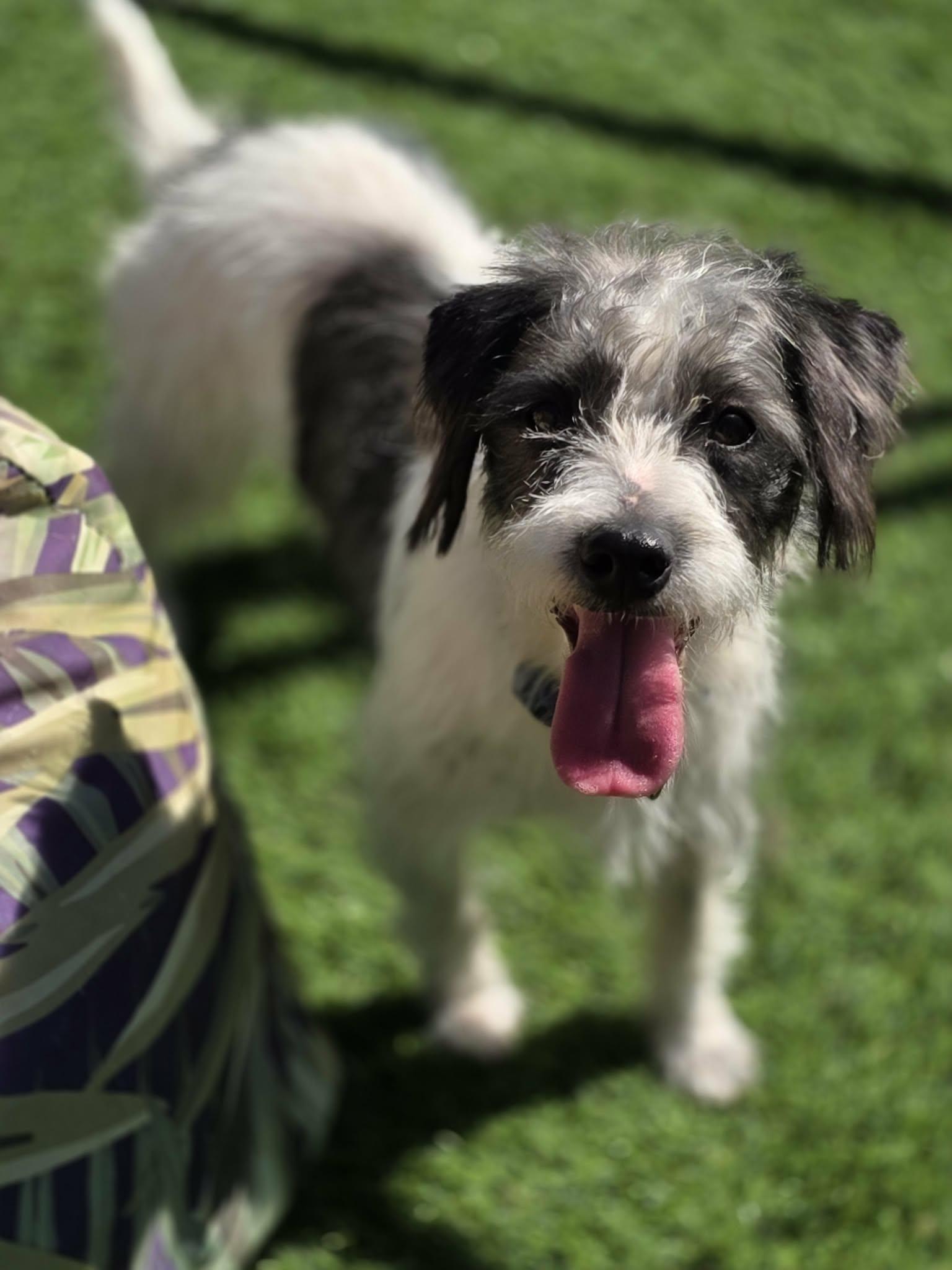 Enlarge Dobbs, a Adoptable mixed breed in Anderson, SC image 4/6