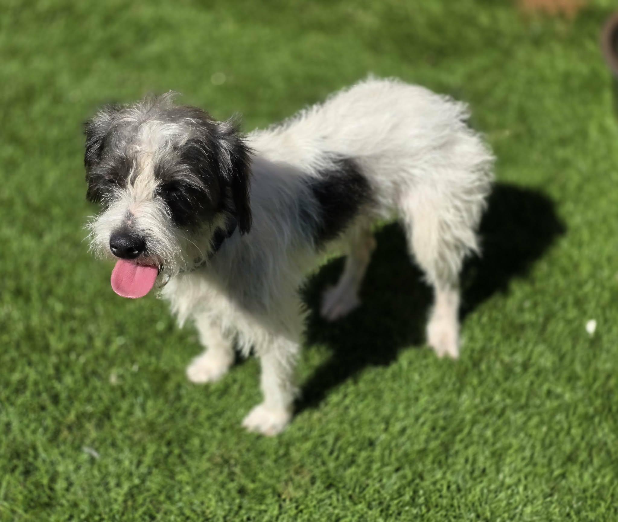 Enlarge Dobbs, a Adoptable mixed breed in Anderson, SC image 6/6