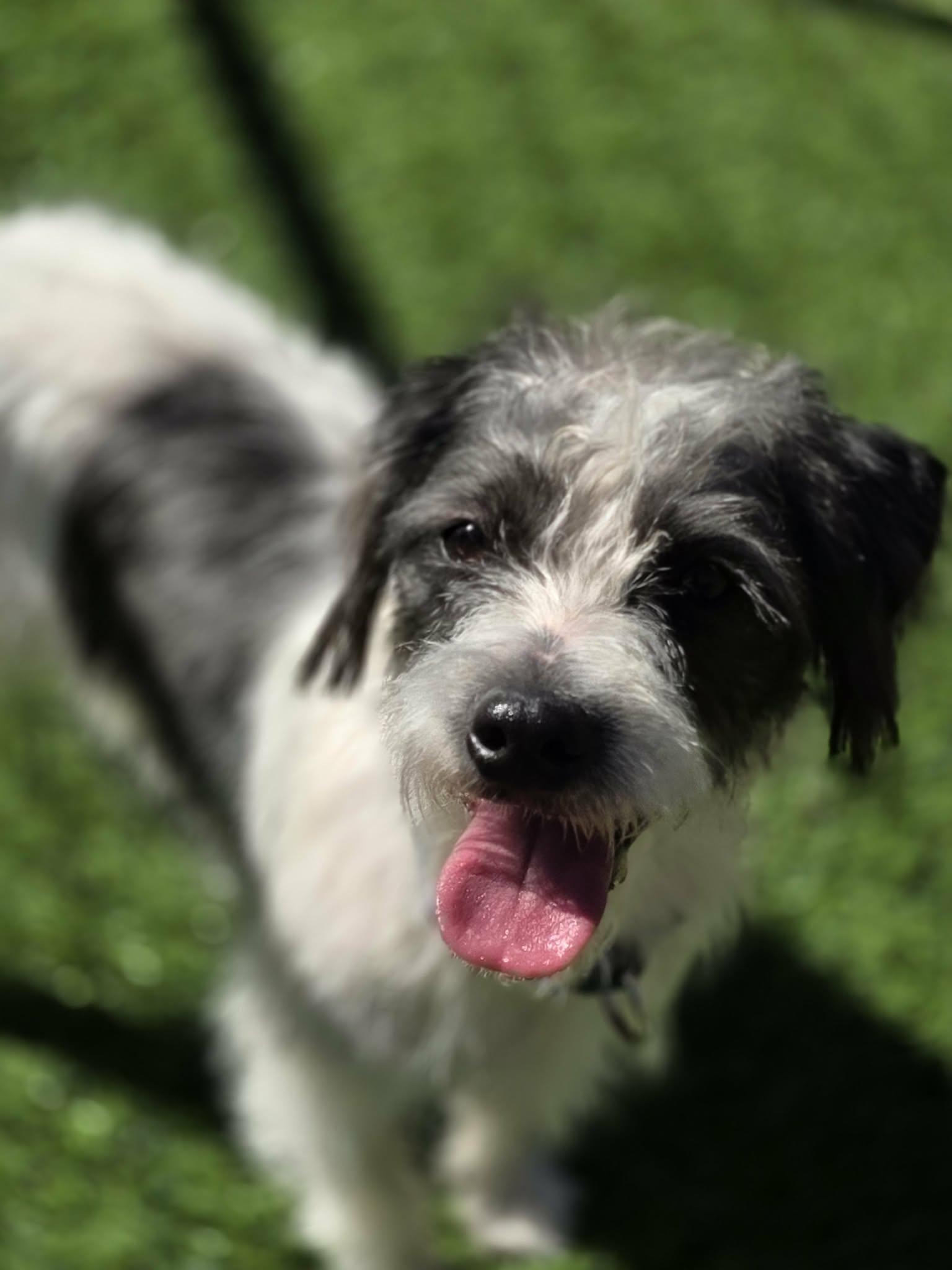 Enlarge Dobbs, a Adoptable mixed breed in Anderson, SC image 2/6