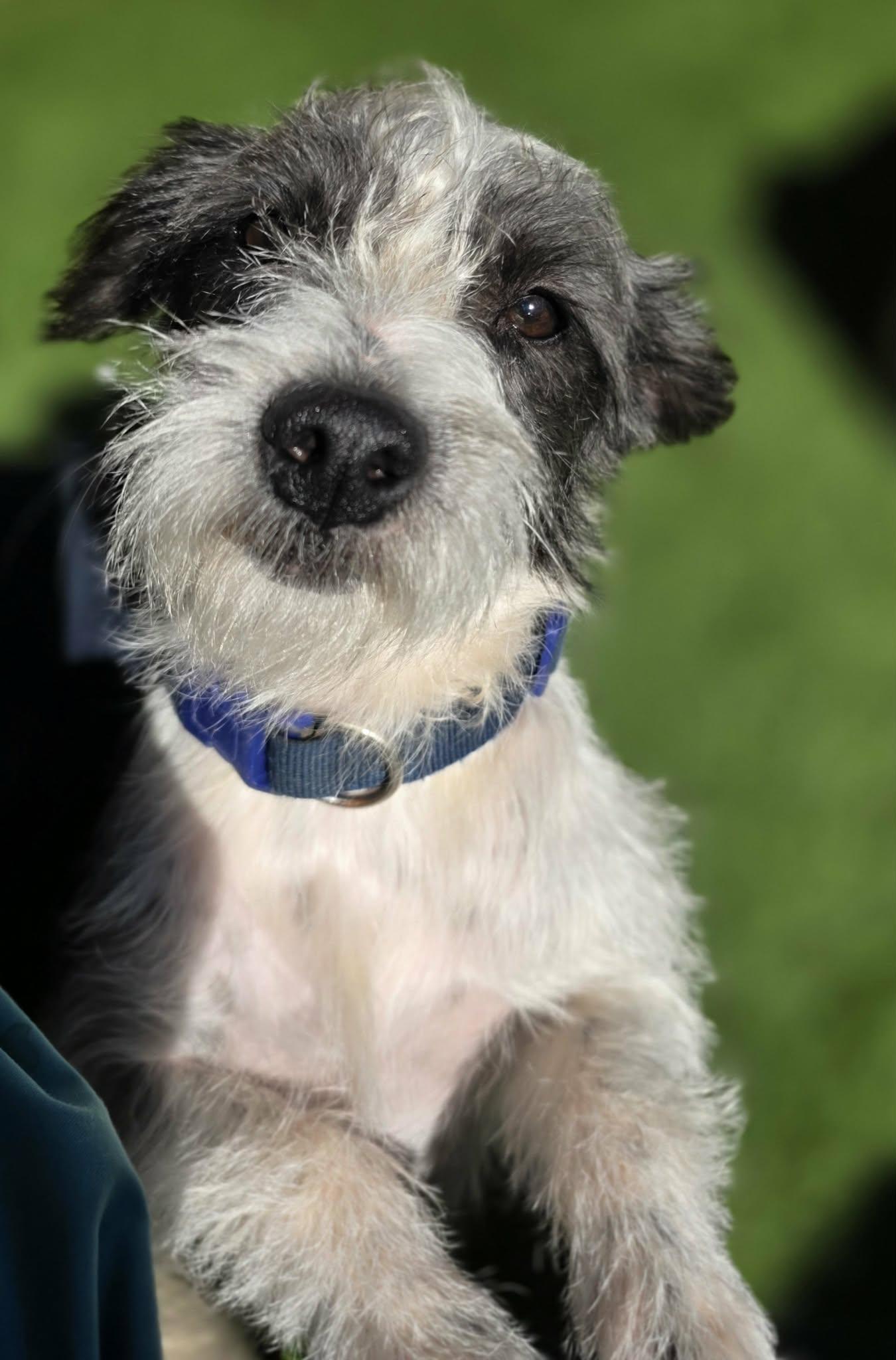 Enlarge Dobbs, a Adoptable mixed breed in Anderson, SC image 1/6