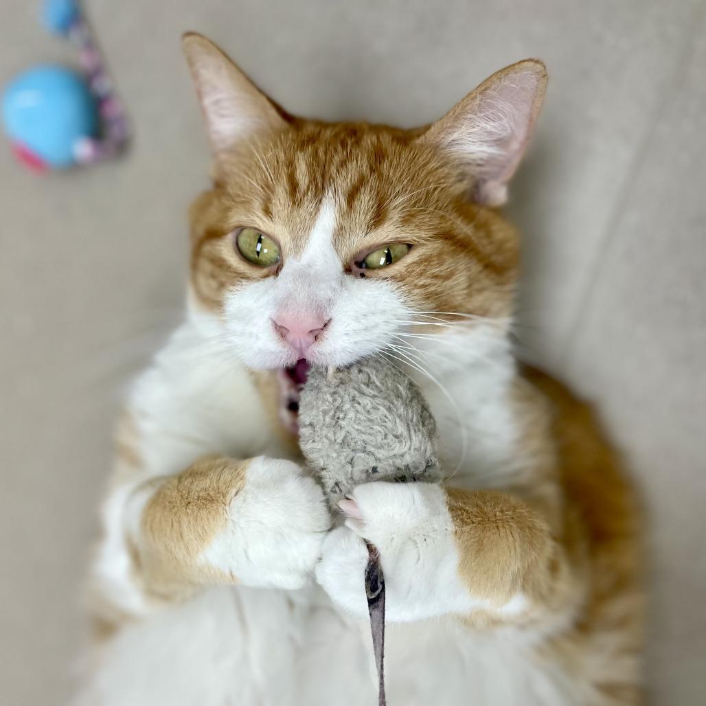 Charleston, Adoptable, Senior Male Domestic Short Hair.