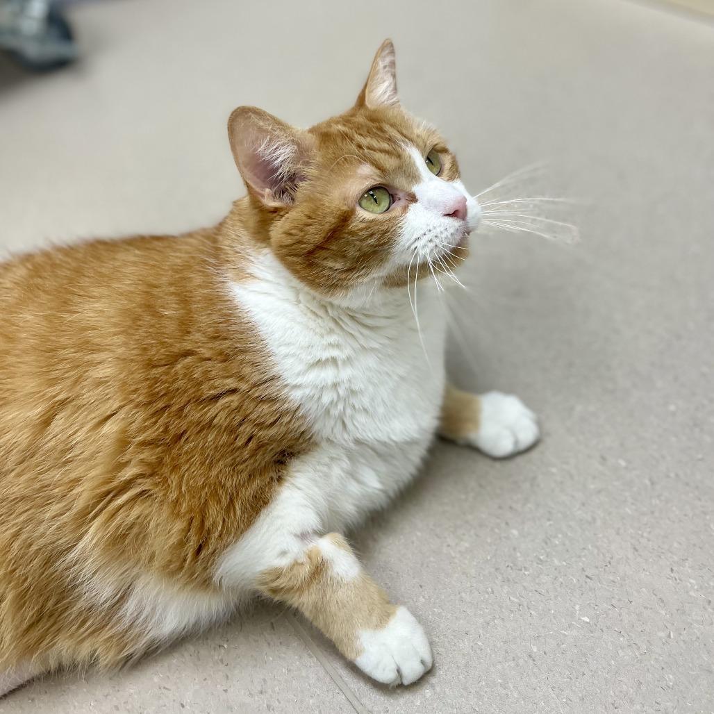 Enlarge Charleston, a Adoptable Domestic Short Hair in Champaign, IL image 2/6