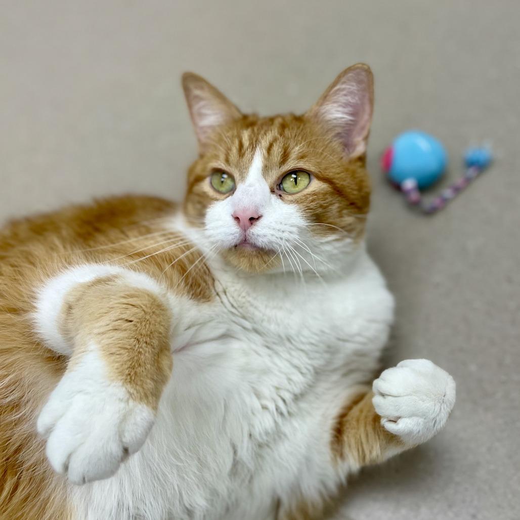 Enlarge Charleston, a Adoptable Domestic Short Hair in Champaign, IL image 3/6