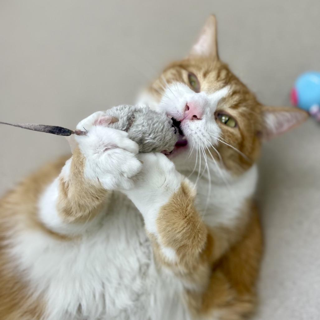 Enlarge Charleston, a Adoptable Domestic Short Hair in Champaign, IL image 4/6