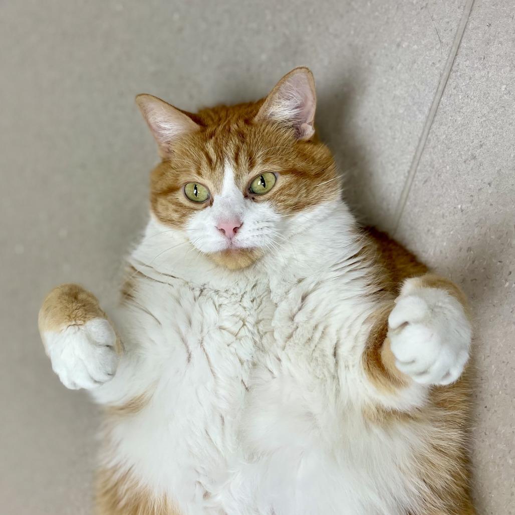 Enlarge Charleston, a Adoptable Domestic Short Hair in Champaign, IL image 5/6