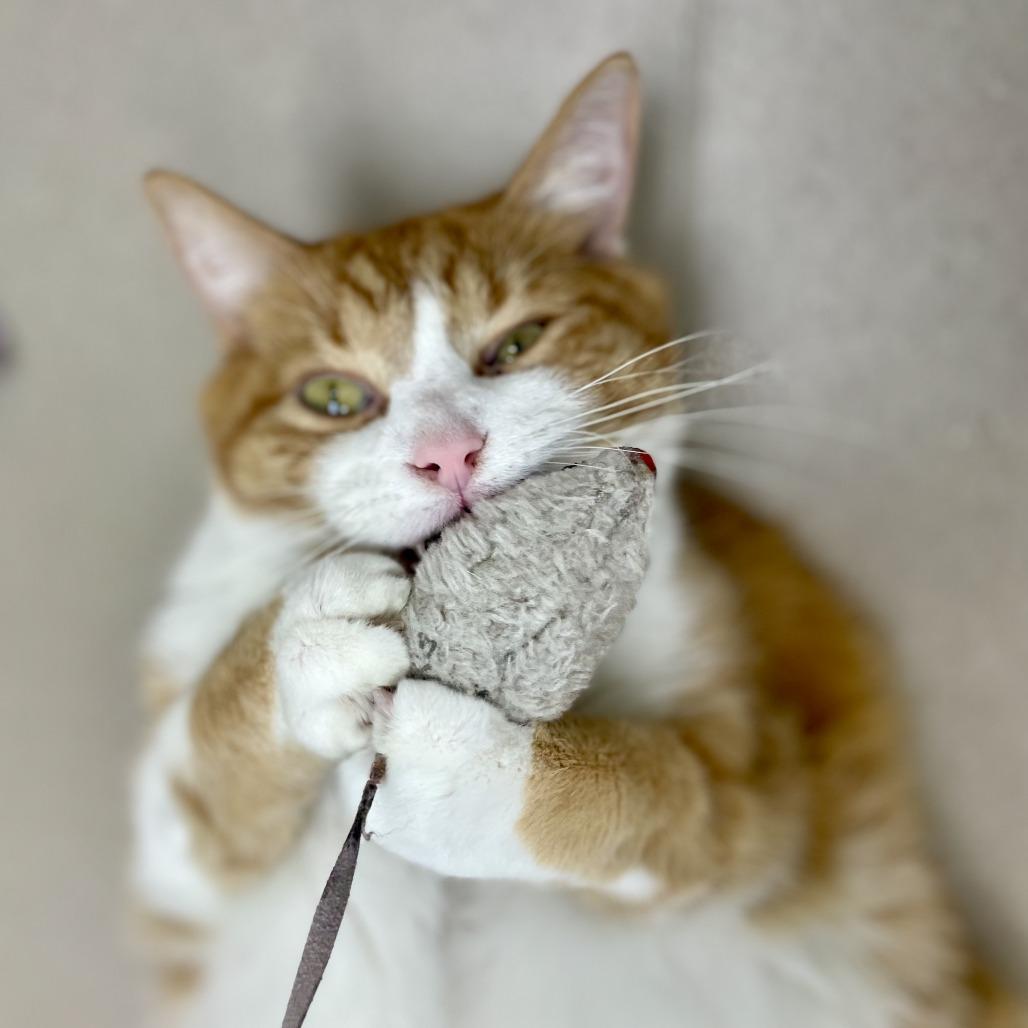 Enlarge Charleston, a Adoptable Domestic Short Hair in Champaign, IL image 6/6