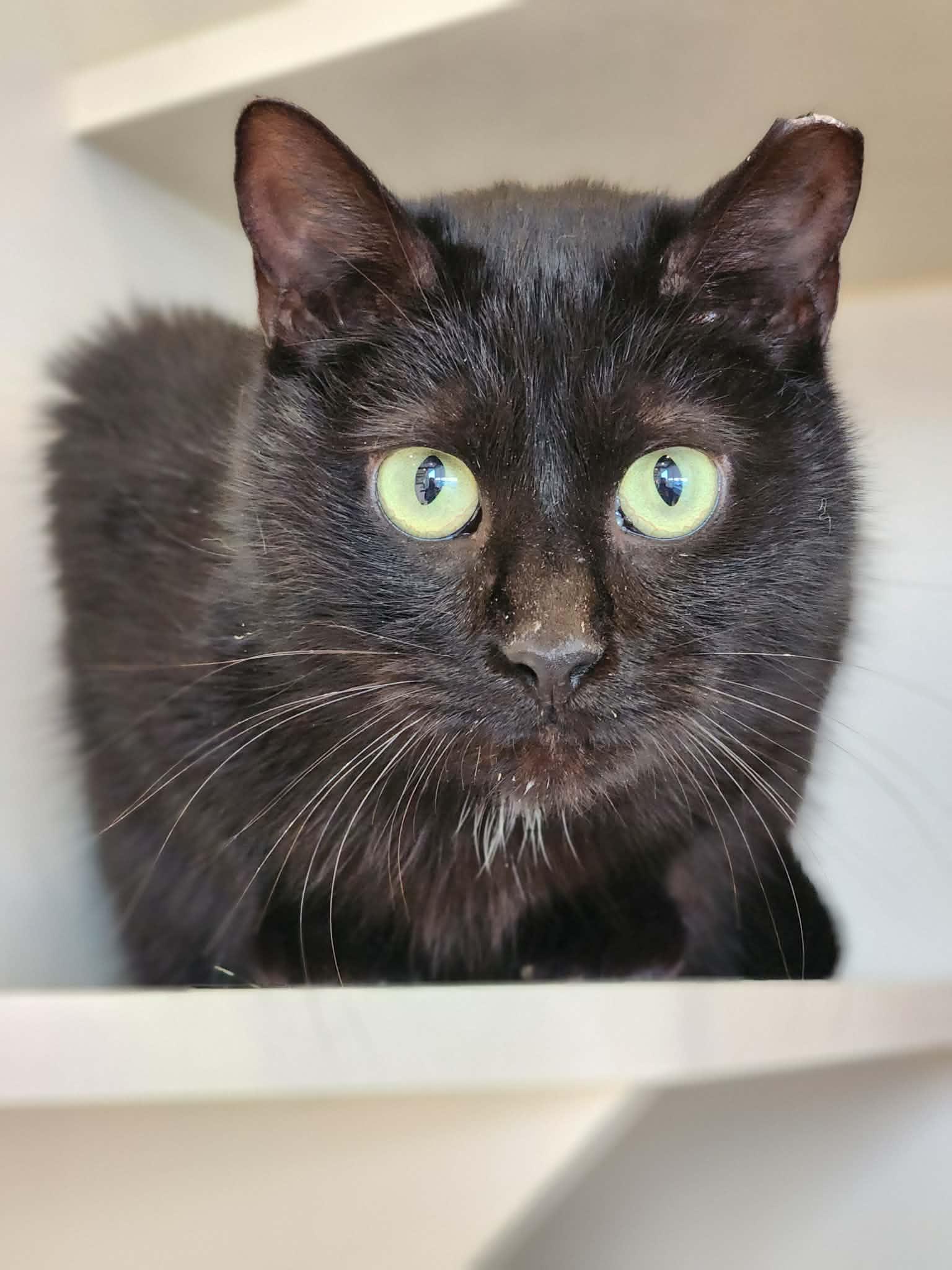 Enlarge Cabin Air Filter of the Auto Parts (aka Cabbie), a ADOPTABLE Domestic Short Hair in Sterling, VA image 5/6