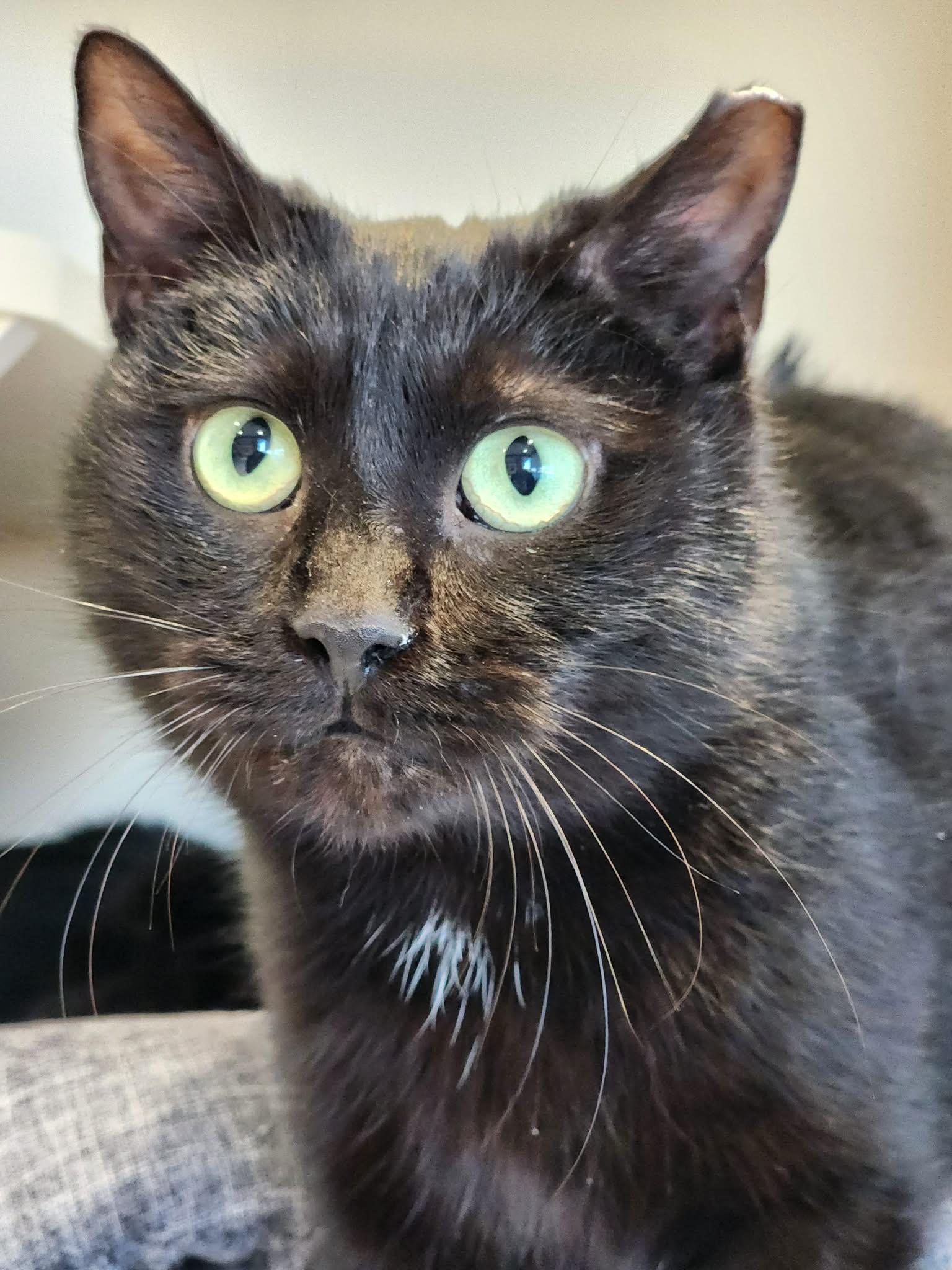 Enlarge Cabin Air Filter of the Auto Parts (aka Cabbie), a ADOPTABLE Domestic Short Hair in Sterling, VA image 2/6