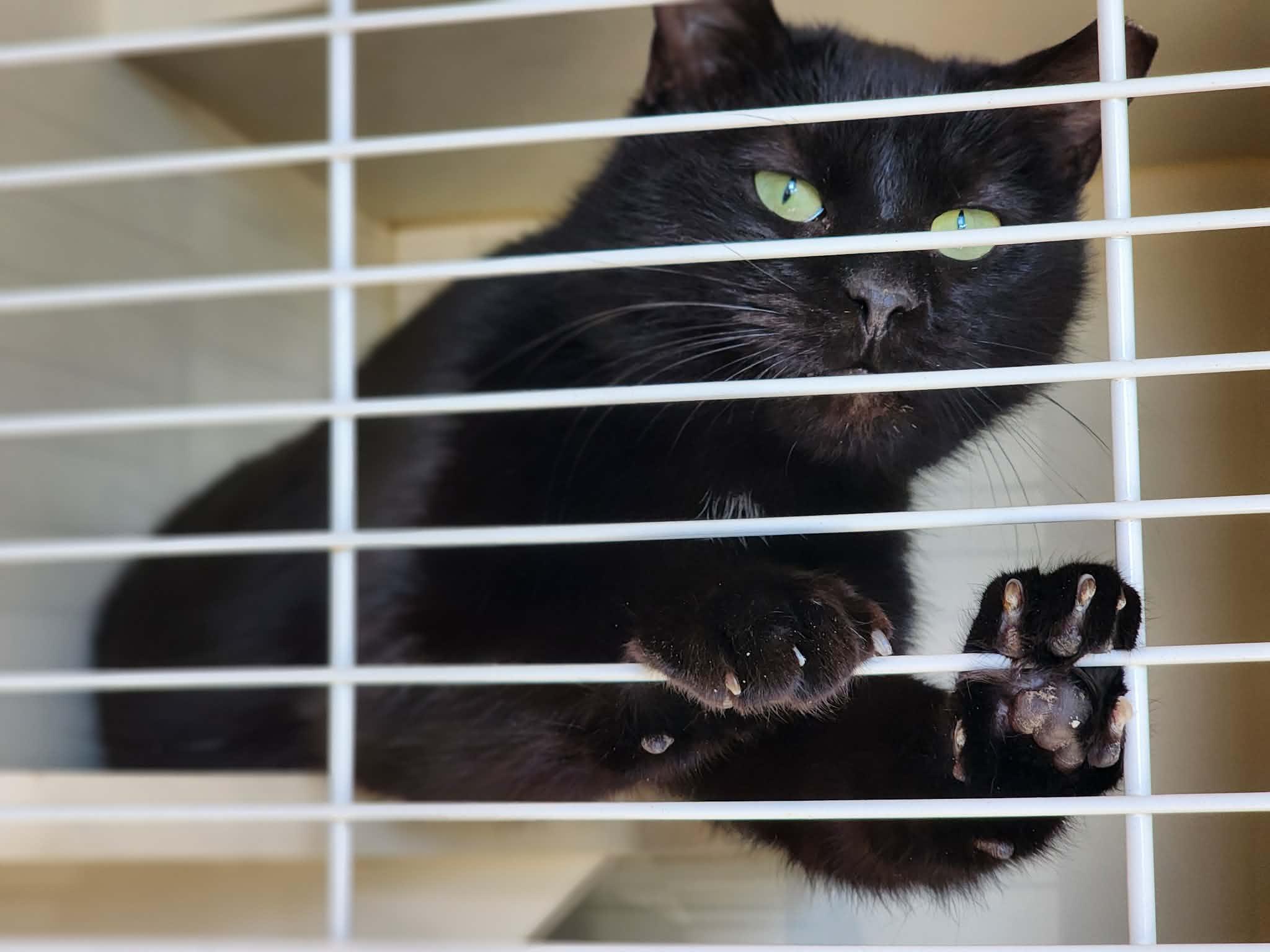 Enlarge Cabin Air Filter of the Auto Parts (aka Cabbie), a ADOPTABLE Domestic Short Hair in Sterling, VA image 4/6