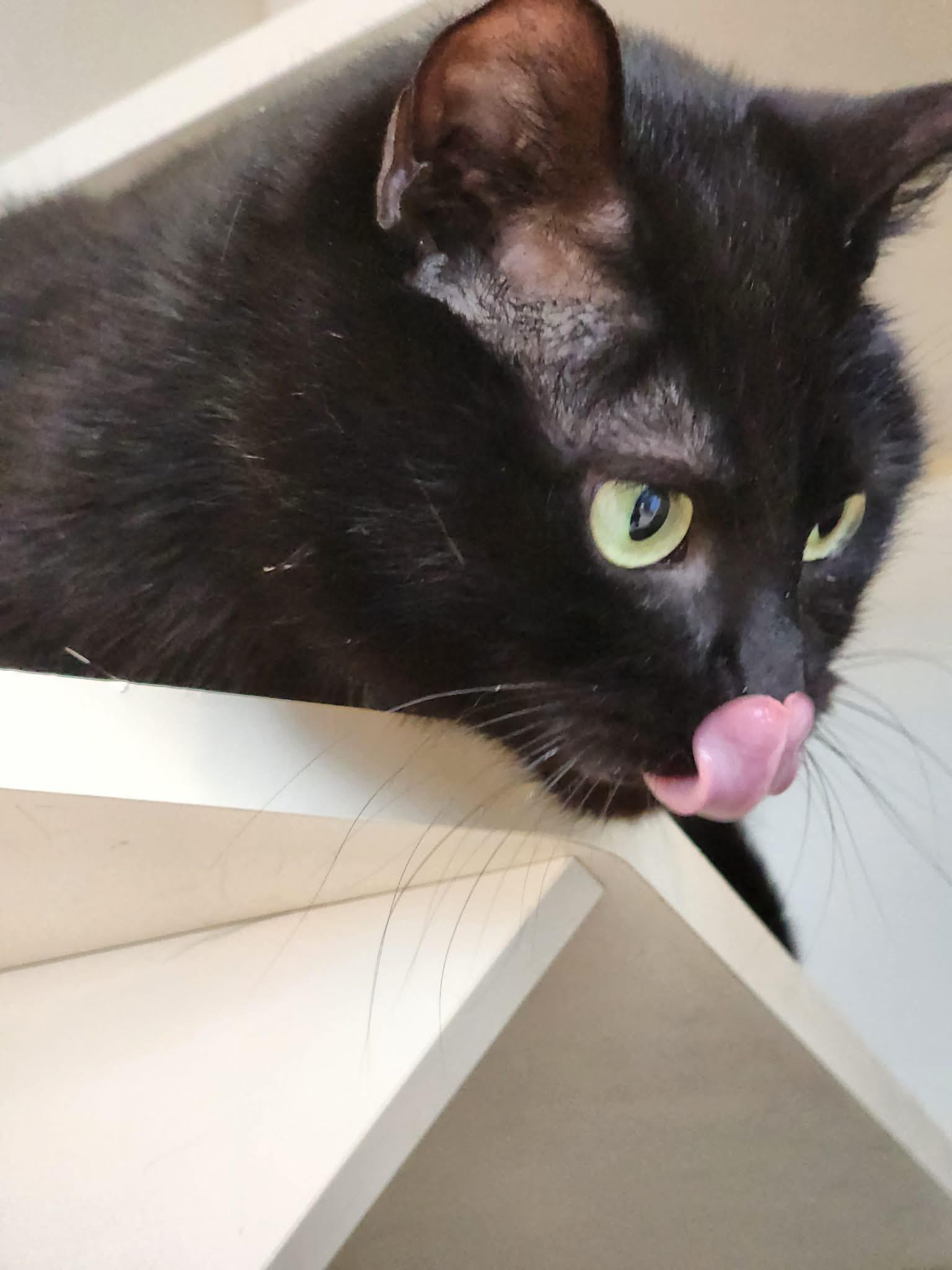 Enlarge Cabin Air Filter of the Auto Parts (aka Cabbie), a ADOPTABLE Domestic Short Hair in Sterling, VA image 6/6