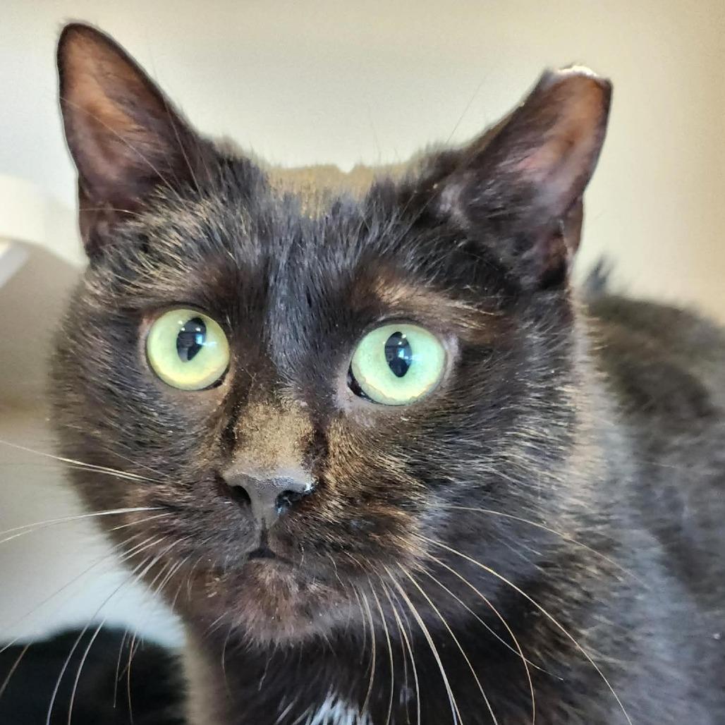 Cabin Air Filter of the Auto Parts (aka Cabbie), ADOPTABLE, Adult Male Domestic Short Hair.