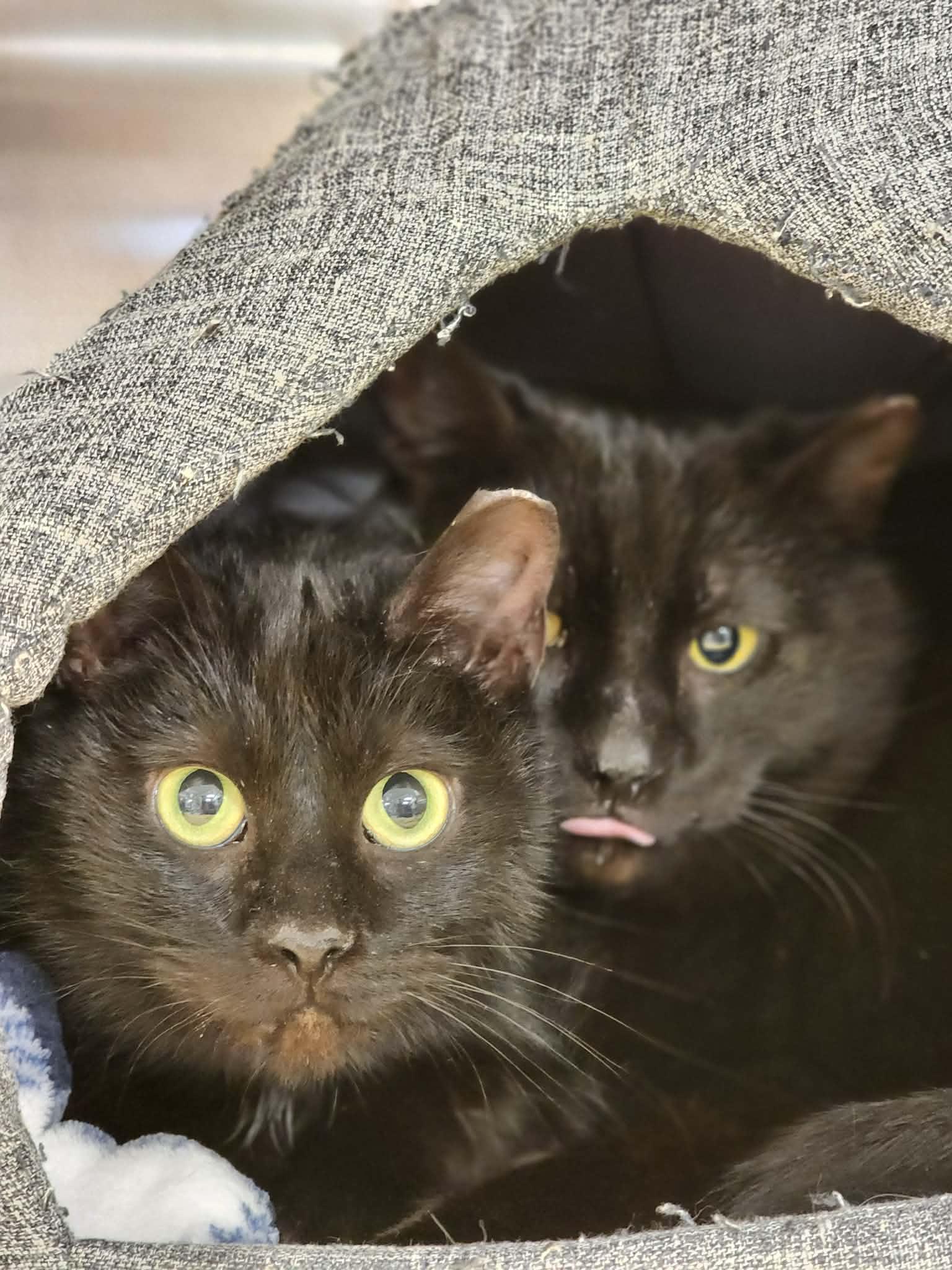 Enlarge Cabin Air Filter of the Auto Parts (aka Cabbie), a ADOPTABLE Domestic Short Hair in Sterling, VA image 3/6