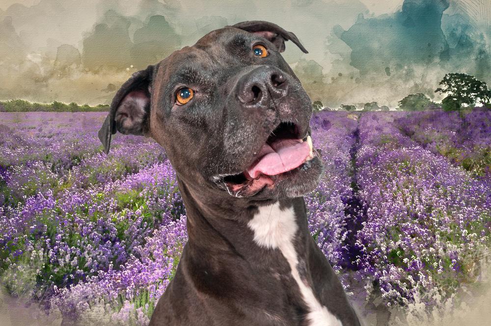 Lucy, Adoptable, Adult Female Pit Bull Terrier.
