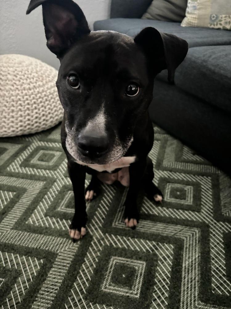 Lucy, a Adoptable Pit Bull Terrier in Orlando, FL image 2/6