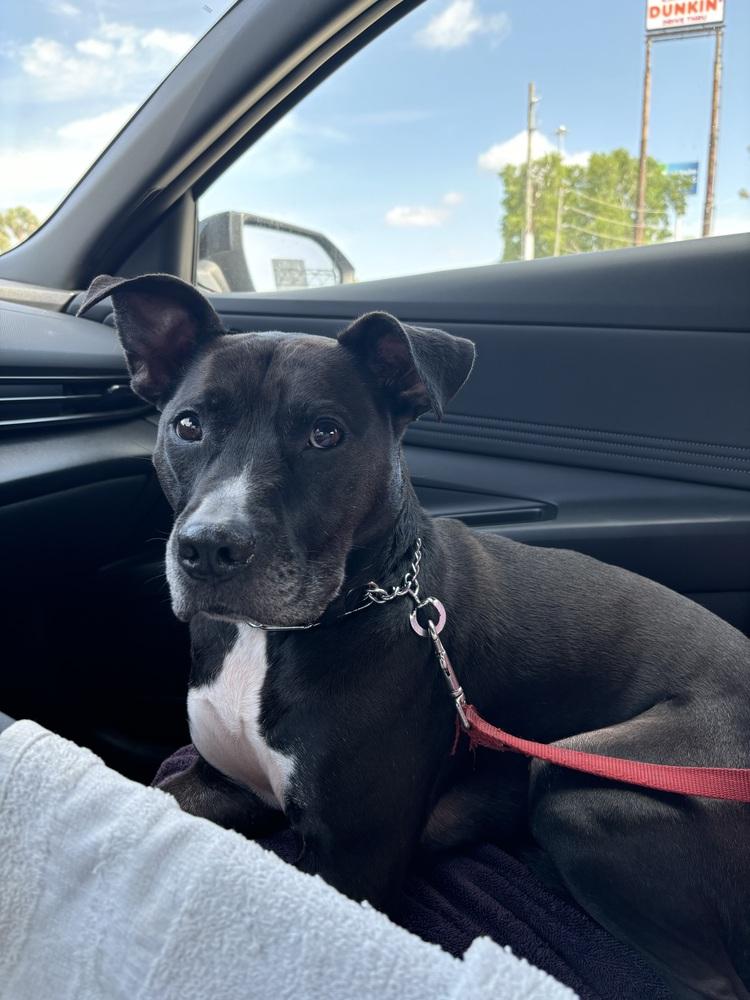 Lucy, a Adoptable Pit Bull Terrier in Orlando, FL image 3/6