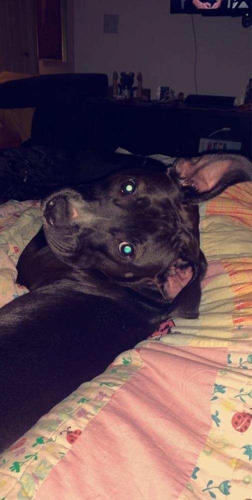 Lucy, a Adoptable Pit Bull Terrier in Orlando, FL image 4/6