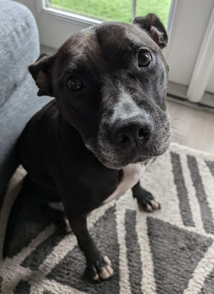 Lucy, a Adoptable Pit Bull Terrier in Orlando, FL image 5/6